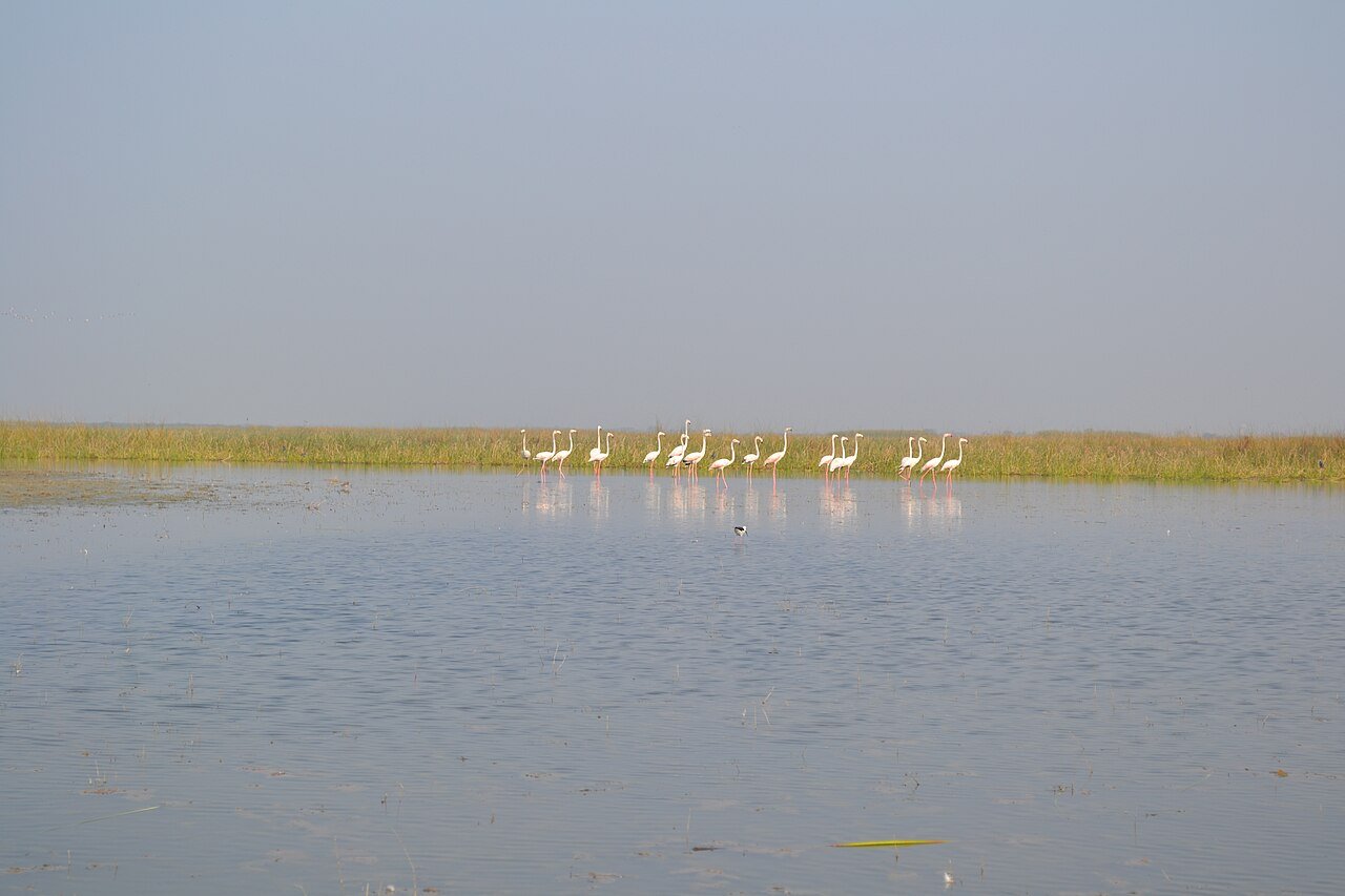 Nal Sarovar Bird Sanctuary, Ahmedabad
