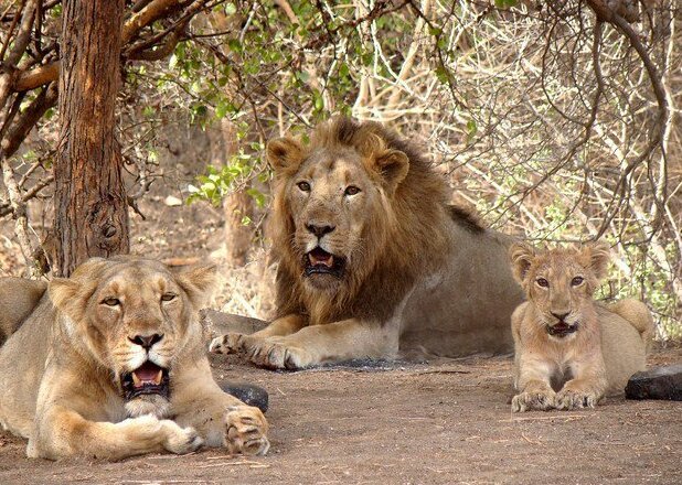Sasan Gir National Park
