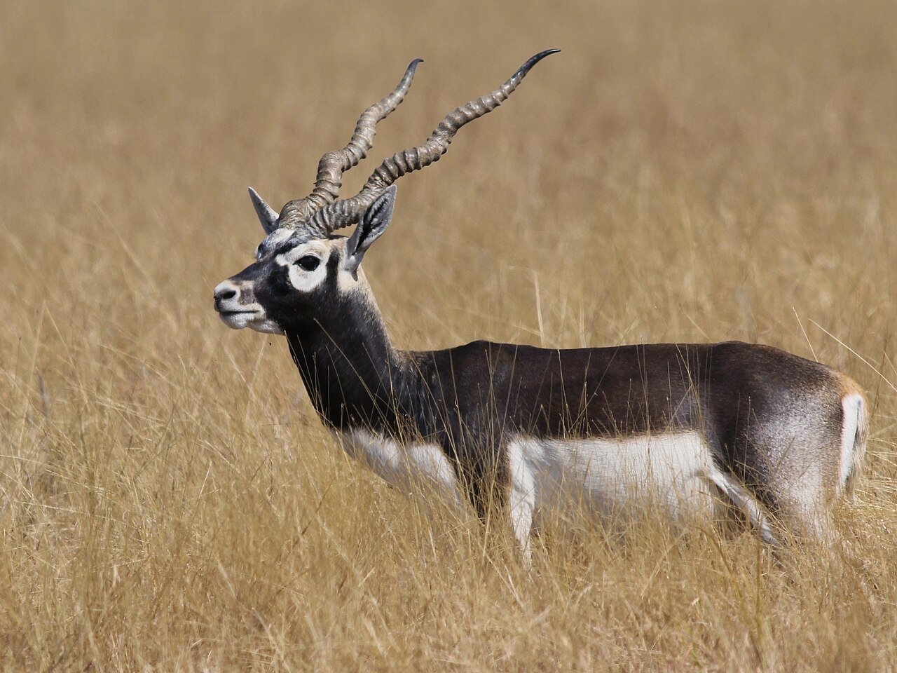 Blackbuck National Park, Velavadar, Bhavnagar